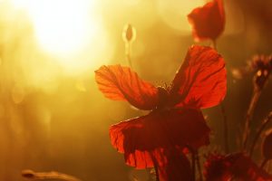 Mohnblüte im Sonnenuntergang